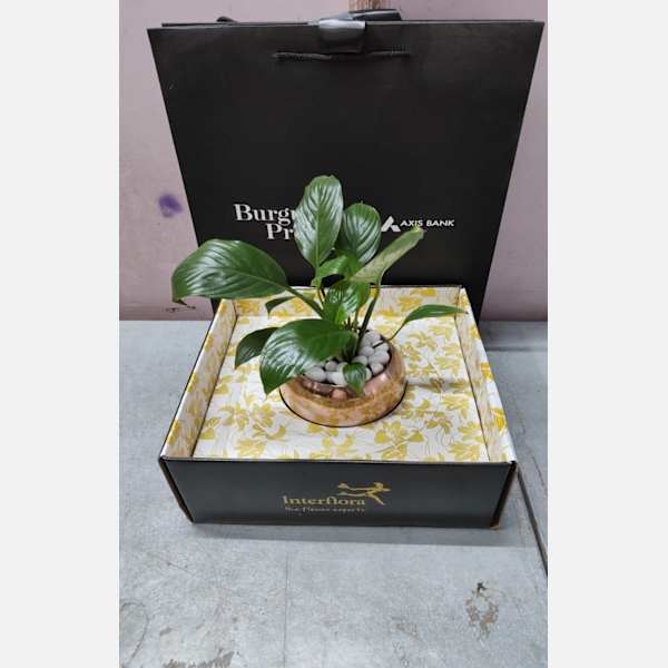 Axis Bank Burgundy Peace Lily Plant