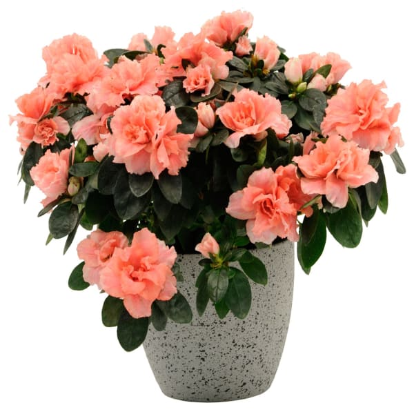 Azalea : Order Flowers Online | Interflora India