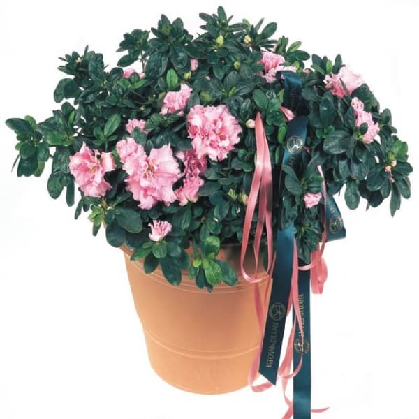 Azalea Plant Order Flowers Online Interflora India ID1351588