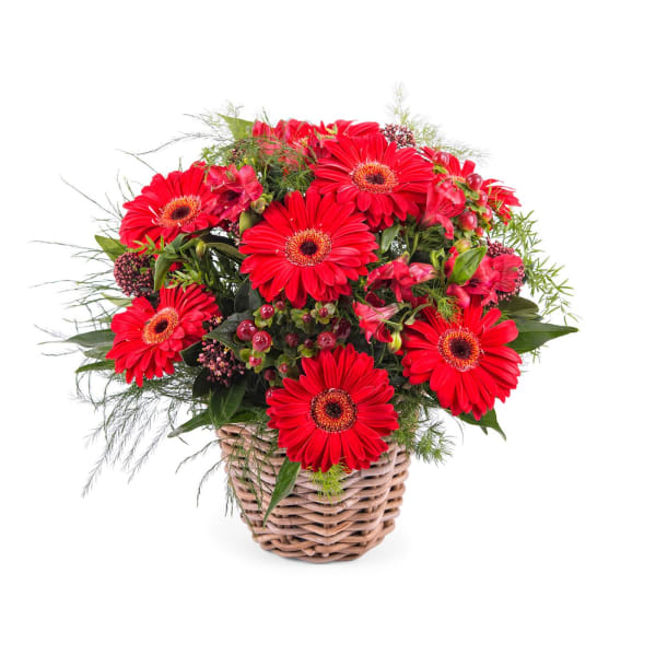 Basket Arrangement of Gerbera Daisies