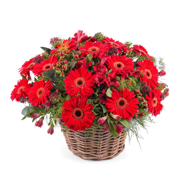 Basket Arrangement of Gerbera Daisies