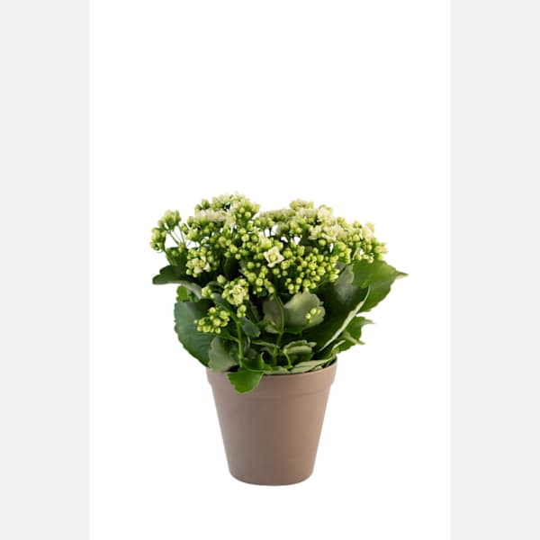 Calandiva white 242646