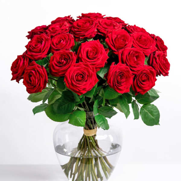 Cavalier of Roses