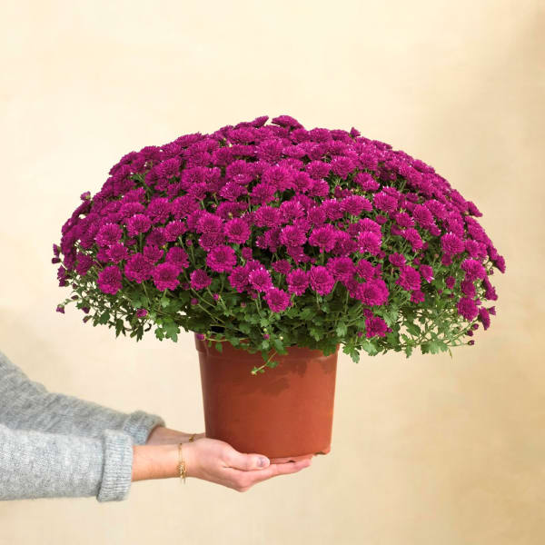 ChrysanthÃ¨me mauve