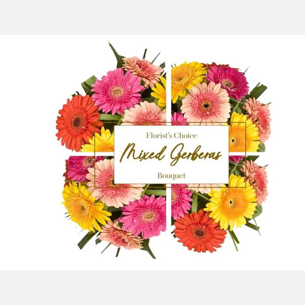 Gerbera