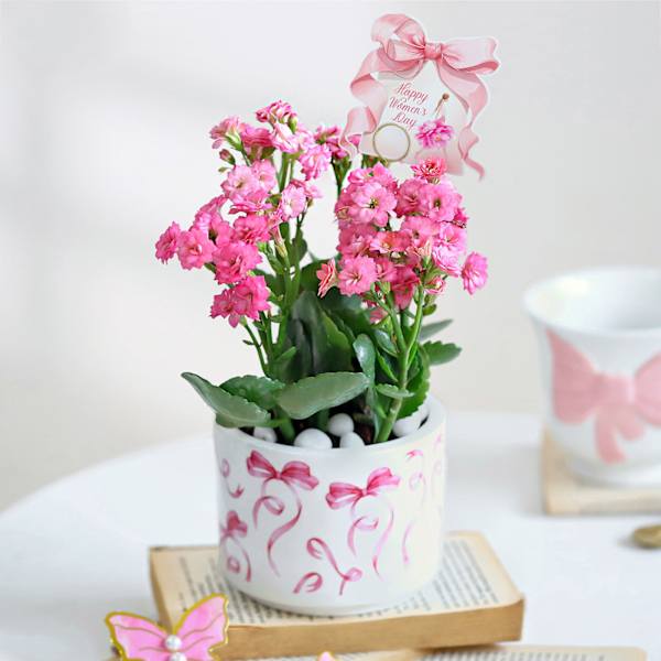 Kalanchoe Beauty
