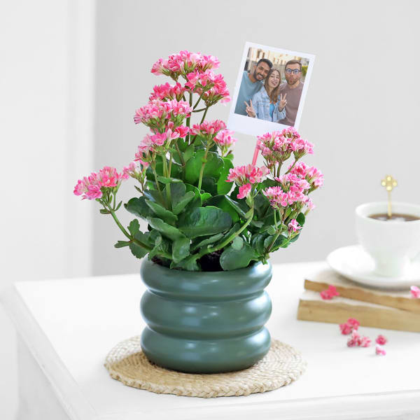 Kind Like Kalanchoe