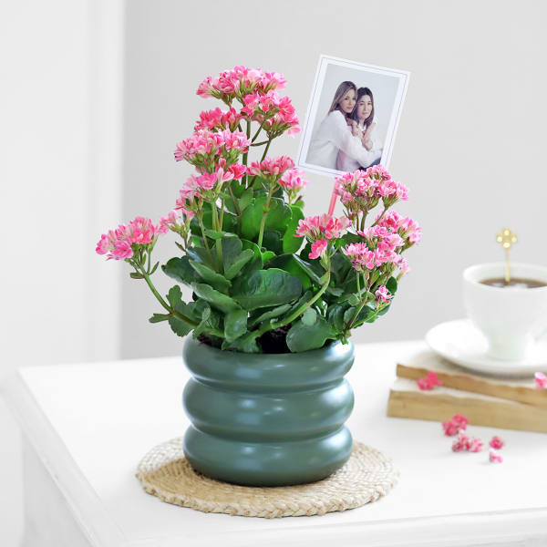 Kind Like Kalanchoe