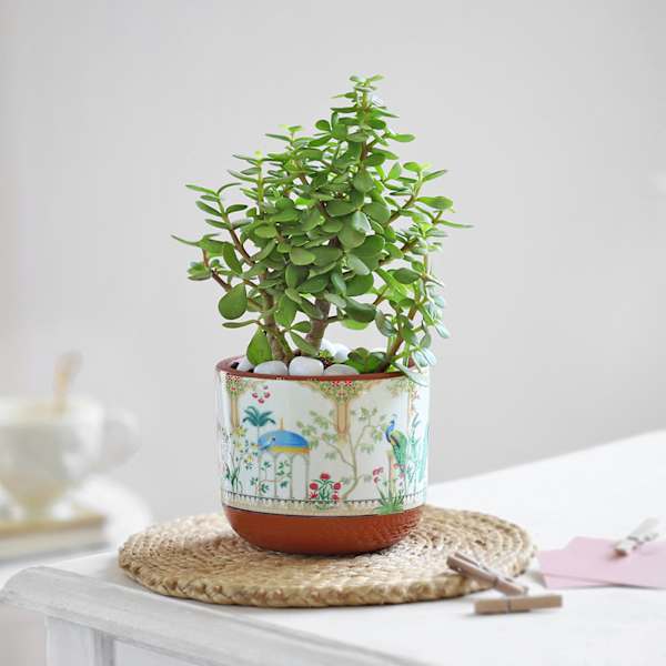 Lucky Jade Plant