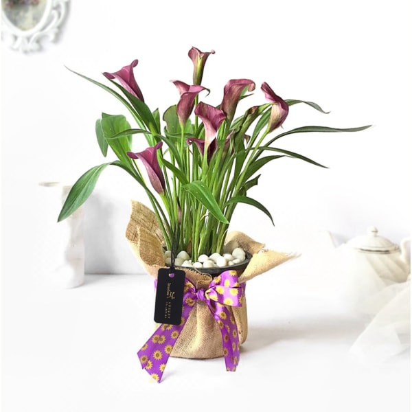 Mauve Calla Lily Potted Plant