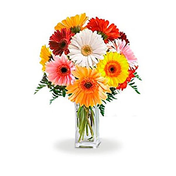 Mix Gerbera