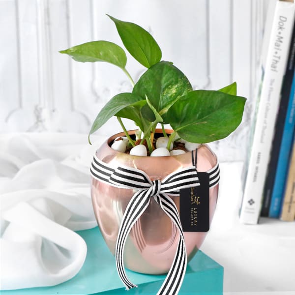 Money Plant In Rose Gold Pot