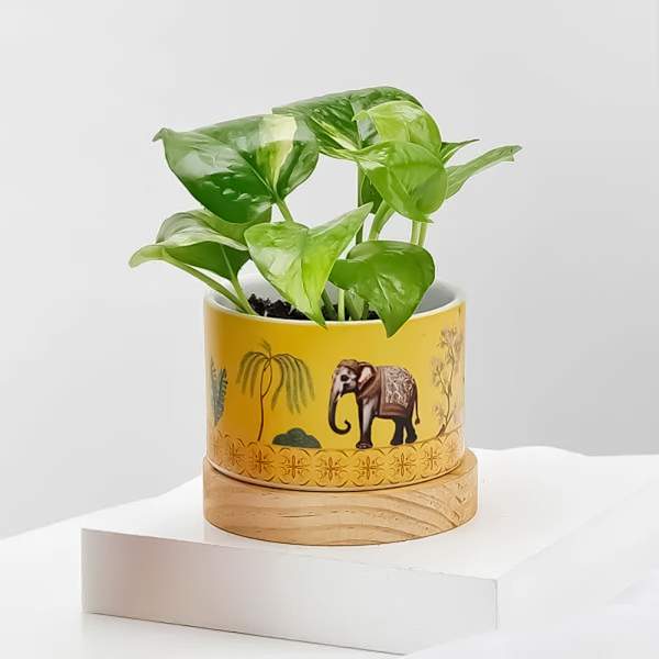 Money Plant Wishes
