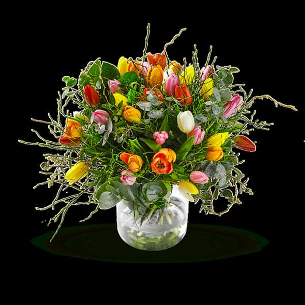 Multi Tulipa