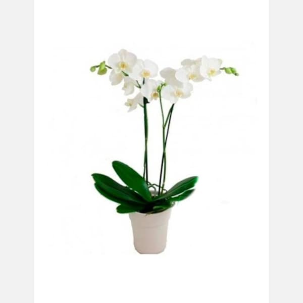 Orchid