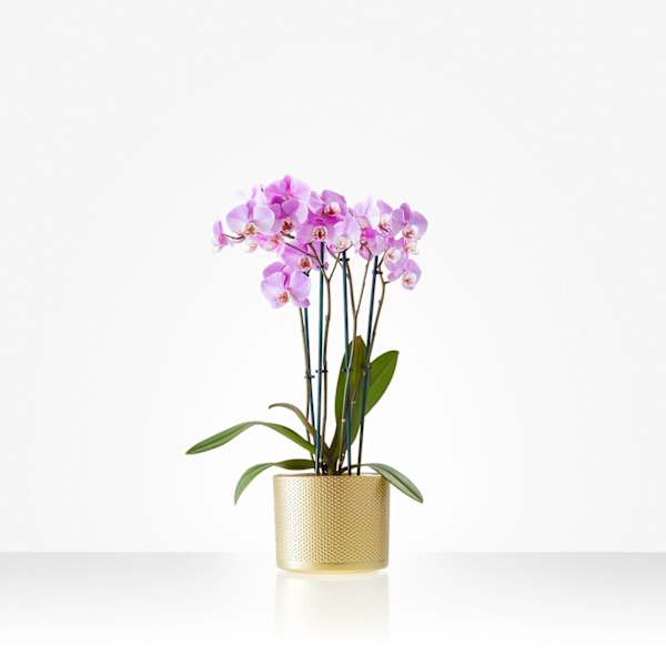 Orchid Plant including pot Order Flowers Online Interflora India