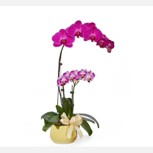 Phalaenopsis