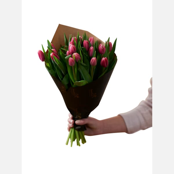 Pink Tulips 240124