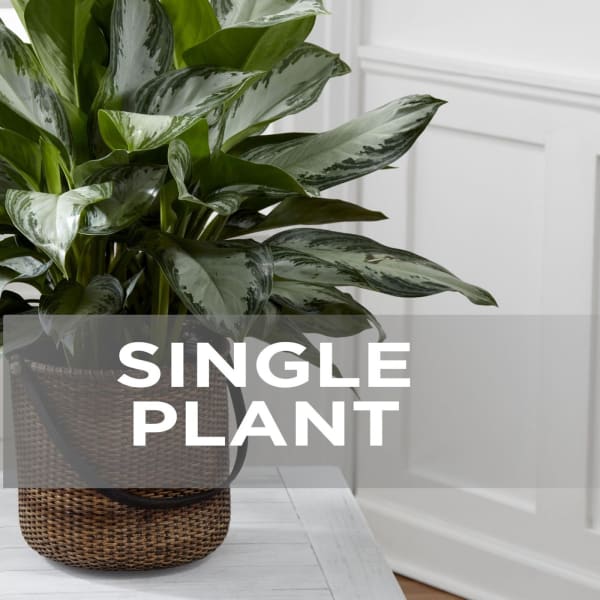 Single Plant