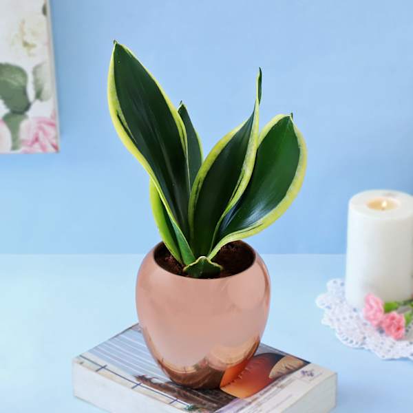 Snake Plant in Copper Planter