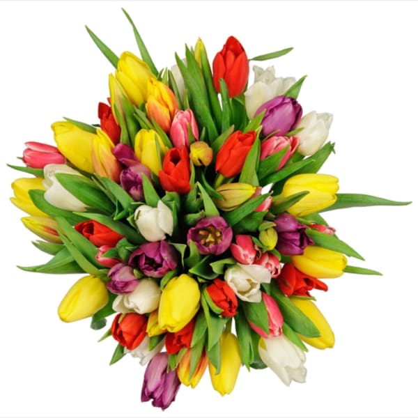 Tulipa