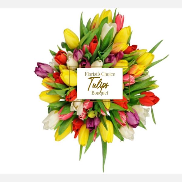 Tulipa
