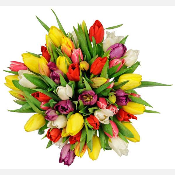 Tulips Florist Choice Bouquet