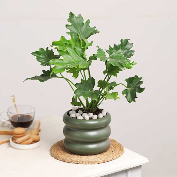 Verdant Vitality