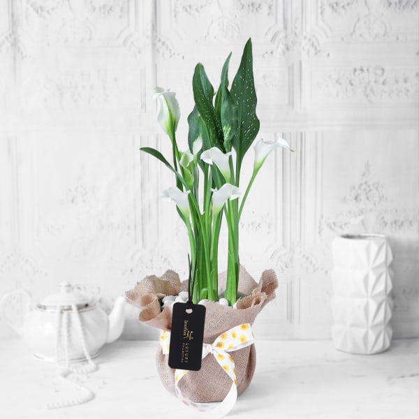 White Calla Lily Potted Plant Gift