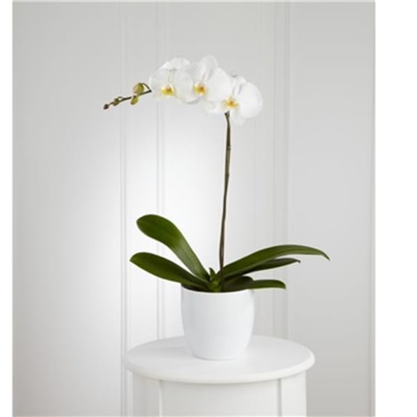 White Orchid Planter