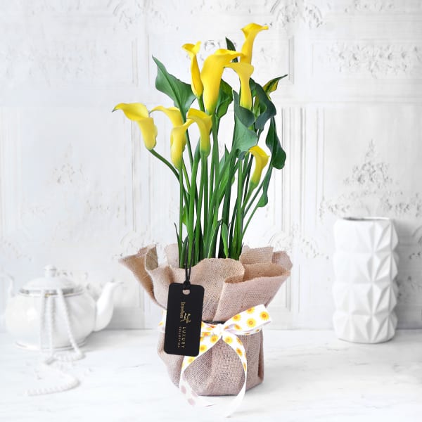 Yellow Calla Lily Potted Plant Gift