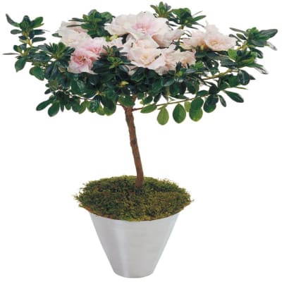 Azalea Plant Order Flowers Online Interflora India