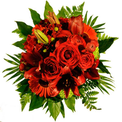 carmen red teddy rose
