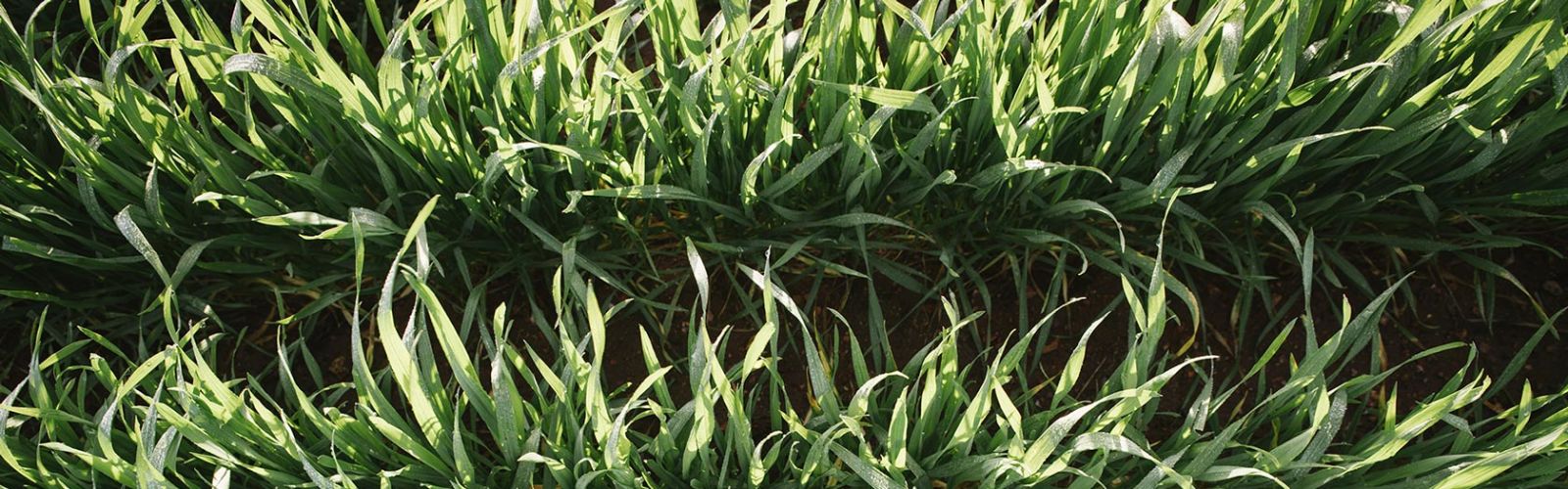 Barley Varieties Australia Malting Barley Varieties Intergrain