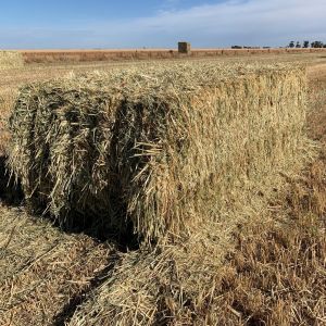 Sentry is now registered for domestic feed grain production in Archer and Kingbale