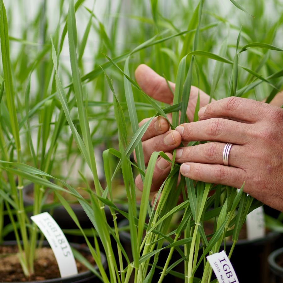 Germplasm Evaluation Intergrain germplasm-evaluation-intergrain