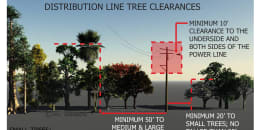 Distribution line tree clearances