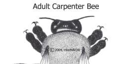 Adult Carpenter Bee