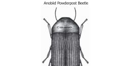 Anobiid Powderpost Beetle