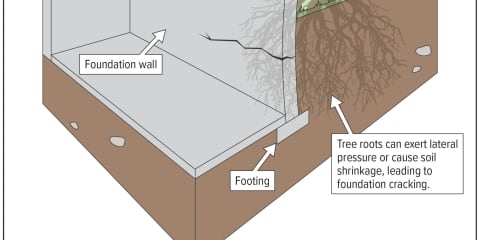 Foundation Cracks: Tree Roots