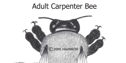 Adult Carpenter Bee