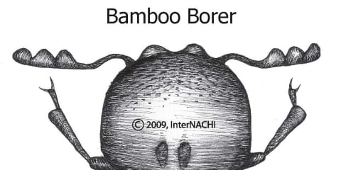 Bamboo Borer