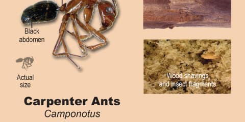 Carpenter Ants