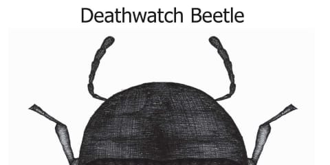 Deathwatch Beetle