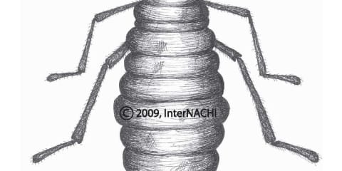 Eastern Subterranian Termite