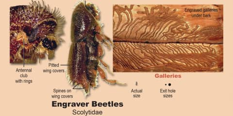 Engraver Beetles