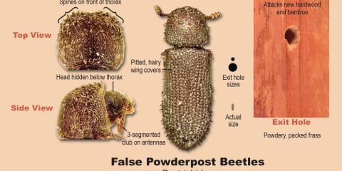 False Powderpost Beetles