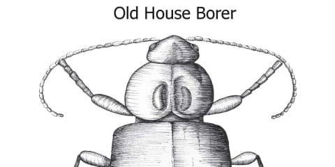 Old House Borer
