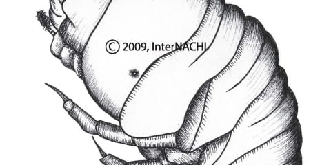 Powderpost Beetle Larva