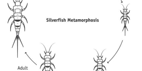 Silverfish Metamorphosis
